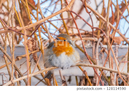 Cute bird the European Robin, Erithacus rubecula. sitting on the tree branch in winter. 128114590