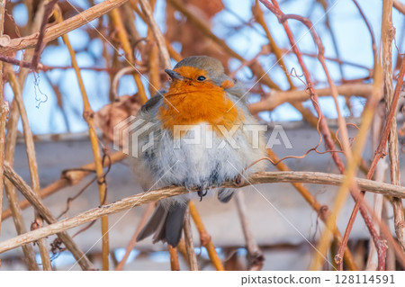 Cute bird the European Robin, Erithacus rubecula. sitting on the tree branch in winter. Cute bird the European Robin, Erithacus rubecula. sitting on the tree branch in winter. 128114591