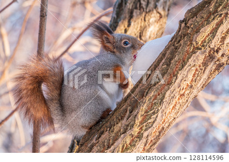 Squirrel in winter sits on a tree trunk with snow Squirrel in winter sits on a tree trunk with snow 128114596