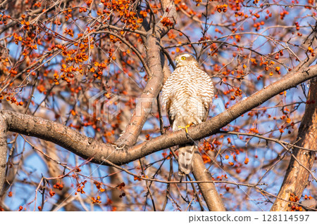 A Eurasian sparrowhawk perched on a branch of a tree outdoors. 128114597