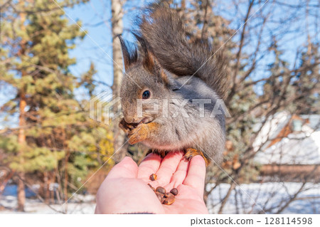 Squirrel eats nuts from a man's hand. Caring for animals in winter or autumn. 128114598