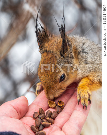 Squirrel eats nuts from a man's hand. Caring for animals in winter or autumn. Squirrel eats nuts from a man's hand. Caring for animals in winter or autumn. 128114604