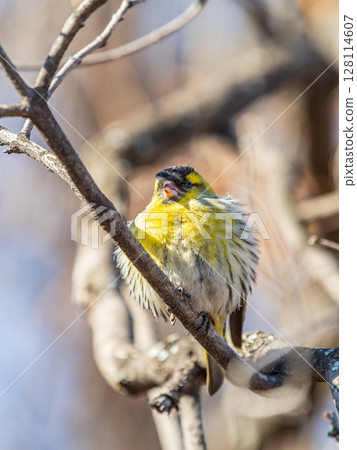 Eurasian siskin male, latin name spinus spinus, sitting on branch of tree. Cute little yellow songbird. Eurasian siskin male, latin name spinus spinus, sitting on branch of tree. Cute little yellow songbird. 128114607