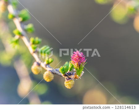 Larch tree fresh pink cones blossom at spring on nature background Larch tree fresh pink cones blossom at spring on nature background 128114613
