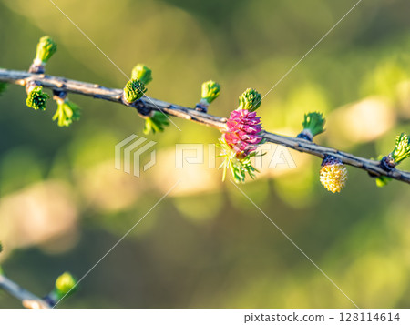 Larch tree fresh pink cones blossom at spring on nature background 128114614