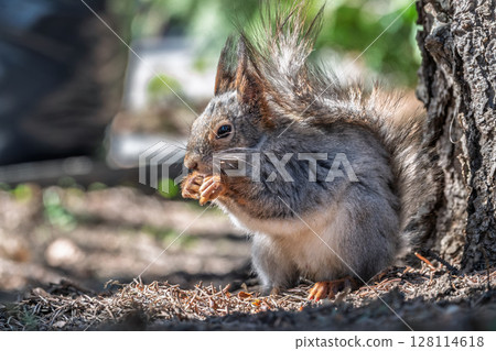 Squirrel in autumn or spring with nut on the green grass with fallen yellow leaves 128114618