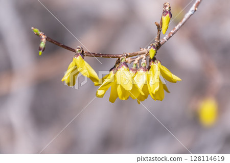 Forsythia. Blooming forsythia bush. Yellow flower on a branch of forsythia. 128114619