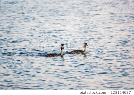Two Great Crested Grebes swim in the lake Two Great Crested Grebes swim in the lake 128114627