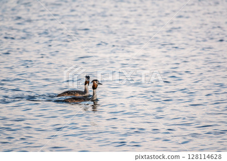 Two Great Crested Grebes swim in the lake Two Great Crested Grebes swim in the lake 128114628