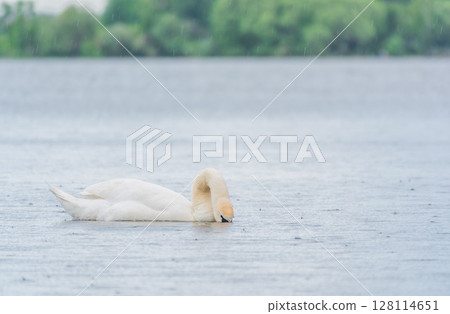 Graceful white Swan swimming in the lake, swans in the wild. Portrait of a white swan swimming on a lake. Graceful white Swan swimming in the lake, swans in the wild. Portrait of a white swan swimming on a lake. 128114651
