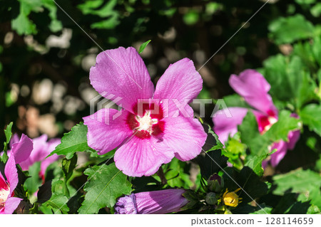 Pink flowers of Hibiscus moscheutos plant close-up. Hibiscus moscheutos, swamp hibiscus, 128114659