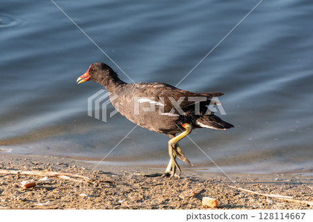 The common moorhen, black and brown bird with red and yellow beak and green legs, walking on dry leaves seeking for food. 128114667