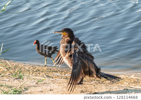 Great cormorant, Phalacrocorax carbo, sits on stone and dries its wings on the wind. 128114668