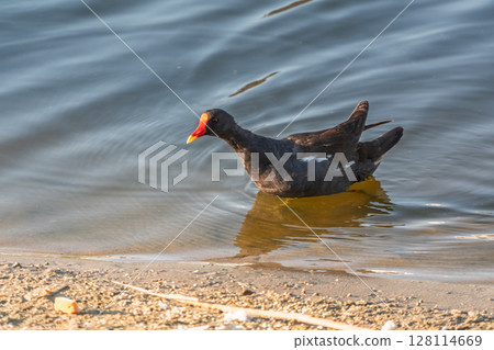 A black moorhen swims calmly across the surface of a lake. Gallinula chloropus (Moorhen) swimming in water, a common bird found in wetland areas across Europe. A black moorhen swims calmly across the surface of a lake. Gallinula chloropus (Moorhen) swimming in water, a common bird found in wetland areas across Europe. 128114669