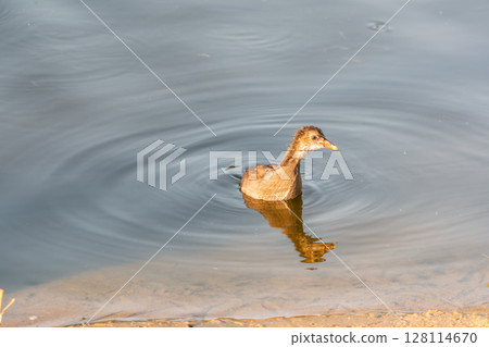 Juvenile Moorhen Chicks Swimming in Natural Wetland Habitat 128114670