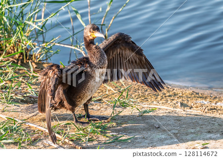 Great cormorant, Phalacrocorax carbo, sits on stone and dries its wings on the wind. 128114672