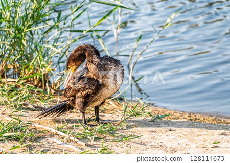 Great cormorant, Phalacrocorax carbo, standing on a stone on the sea shore. 128114673