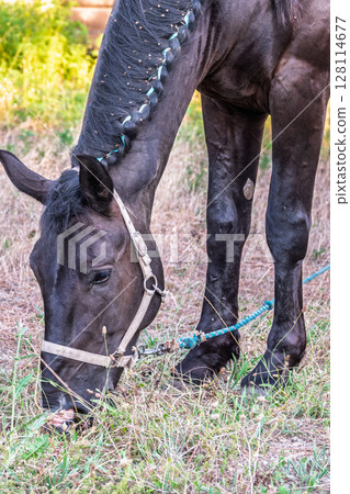 Brown horse grazing in the pasture with a lot of flies on the face Brown horse grazing in the pasture with a lot of flies on the face 128114677