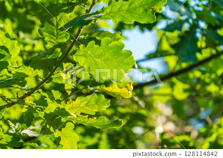 Green oak leaves background. Plant and botany nature texture. green oak leaves in woods 128114842