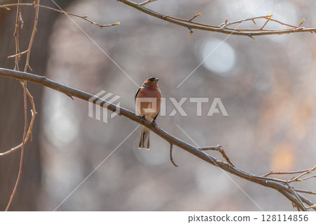 Common chaffinch, Fringilla coelebs, sits on a tree. Common chaffinch in wildlife. 128114856