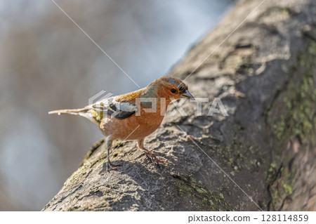 Common chaffinch, Fringilla coelebs, sits on a tree. Common chaffinch in wildlife. 128114859