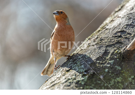 Common chaffinch, Fringilla coelebs, sits on a tree. Common chaffinch in wildlife. 128114860