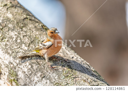 Common chaffinch, Fringilla coelebs, sits on a tree. Common chaffinch in wildlife. 128114861