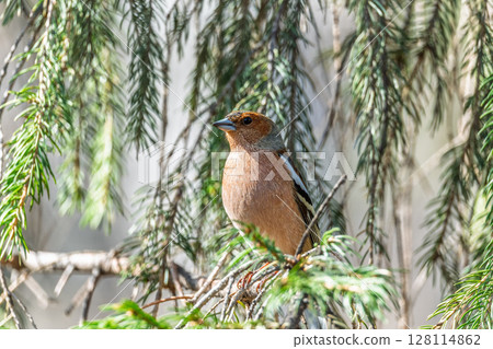 Common chaffinch, Fringilla coelebs, sits on a tree. Common chaffinch in wildlife. 128114862