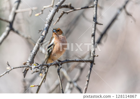 Common chaffinch, Fringilla coelebs, sits on a tree. Common chaffinch in wildlife. 128114867