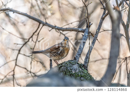 Fieldfare is sitting on branch in winter or autumn on blue sky background. Fieldfare is sitting on branch in winter or autumn on blue sky background. 128114868