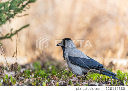 Hooded crow, corvus cornix, standing on the lawn in the spring or summer 128114880