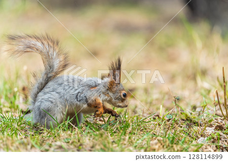 Squirrel in autumn or spring with nut on the green grass with fallen yellow leaves Squirrel in autumn or spring with nut on the green grass with fallen yellow leaves 128114899