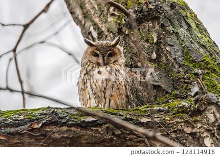 Long-eared owl (Asio otus), looking forward with wide opened eyes Long-eared owl (Asio otus), looking forward with wide opened eyes 128114918