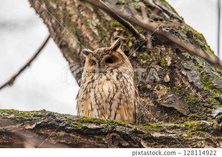Long-eared owl (Asio otus), looking forward with wide opened eyes Long-eared owl (Asio otus), looking forward with wide opened eyes 128114922