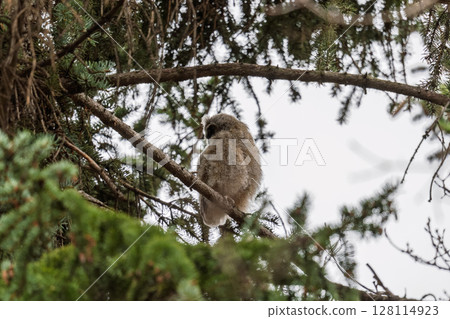Long-eared owl owlet on a tree 128114923