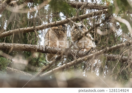 Long-eared owl owlet on a tree 128114924