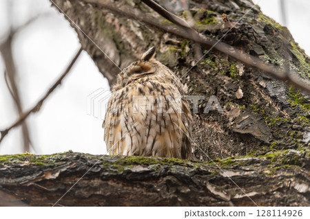 Long-eared owl (Asio otus), looking forward with wide opened eyes 128114926