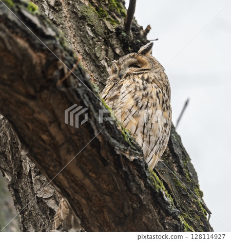 Long-eared owl (Asio otus), looking forward with wide opened eyes Long-eared owl (Asio otus), looking forward with wide opened eyes 128114927