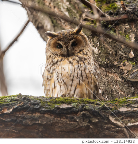 Long-eared owl (Asio otus), looking forward with wide opened eyes 128114928
