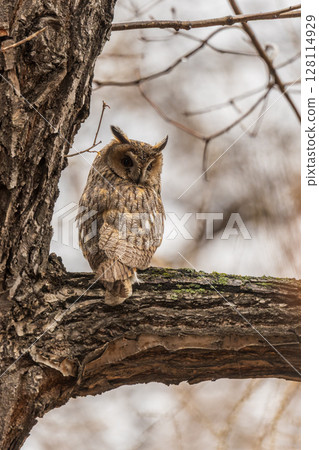 Long-eared owl (Asio otus), looking forward with wide opened eyes 128114929