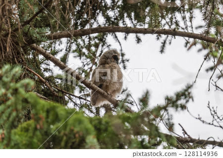 Long-eared owl owlet on a tree Long-eared owl owlet on a tree 128114936