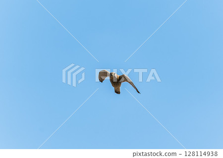 Common kestrel, Falco tinnunculus, hovered in the air in search of prey Common kestrel, Falco tinnunculus, hovered in the air in search of prey 128114938