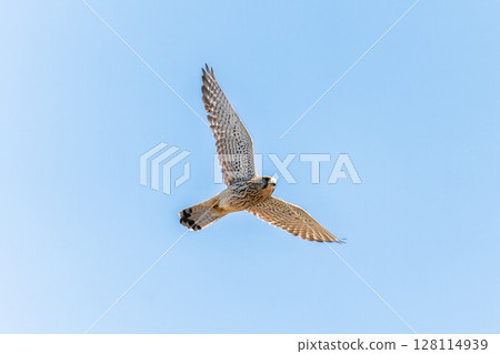 Common kestrel, Falco tinnunculus, hovered in the air in search of prey 128114939