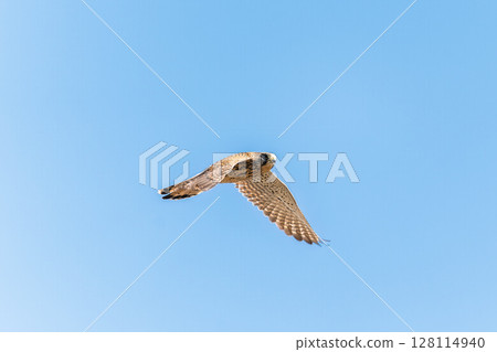 Common kestrel, Falco tinnunculus, hovered in the air in search of prey Common kestrel, Falco tinnunculus, hovered in the air in search of prey 128114940