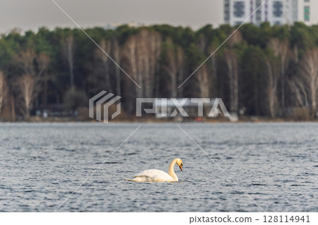 Graceful white Swan swimming in the lake, swans in the wild. Portrait of a white swan swimming on a lake. Graceful white Swan swimming in the lake, swans in the wild. Portrait of a white swan swimming on a lake. 128114941