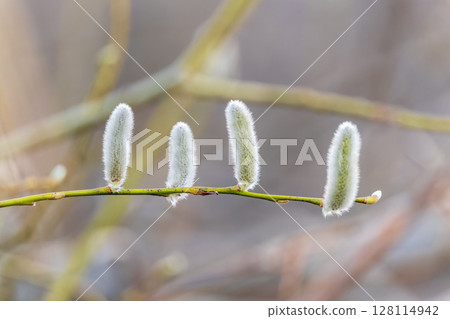 Nature awakes in spring. Blooming willow twigs and furry willow-catkins, so called seals or cats. Holly willow, Salix caprea Nature awakes in spring. Blooming willow twigs and furry willow-catkins, so called seals or cats. Holly willow, Salix caprea 128114942