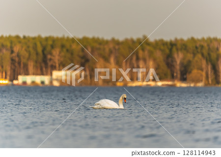 Graceful white Swan swimming in the lake, swans in the wild. Portrait of a white swan swimming on a lake. Graceful white Swan swimming in the lake, swans in the wild. Portrait of a white swan swimming on a lake. 128114943