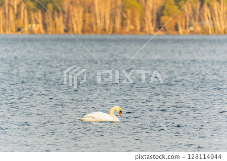 Graceful white Swan swimming in the lake, swans in the wild. Portrait of a white swan swimming on a lake. Graceful white Swan swimming in the lake, swans in the wild. Portrait of a white swan swimming on a lake. 128114944