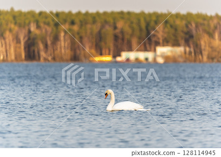 Graceful white Swan swimming in the lake, swans in the wild. Portrait of a white swan swimming on a lake. 128114945