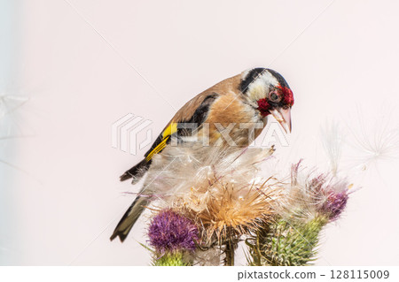 European goldfinch, feeding on the seeds of thistles. Carduelis carduelis. 128115009